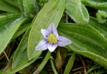 Sand Crocus “Romulea columnae” found in Cornwall