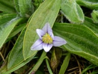 Sand Crocus “Romulea columnae” found in Cornwall