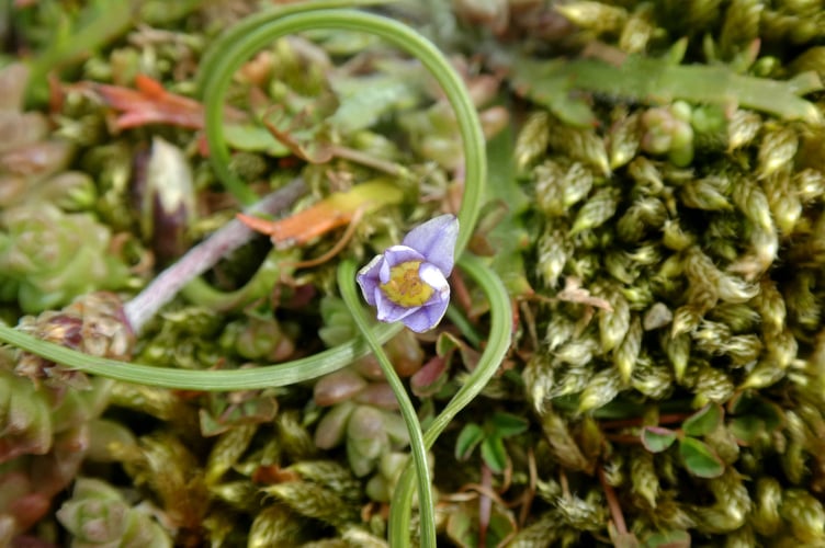 Sand Crocus Romulea columnae