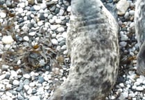 Orphaned seal pup rescued in Cornwall spotted four years later