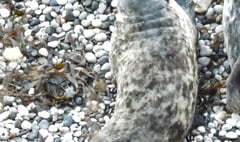 Orphaned seal pup rescued in Cornwall spotted four years later