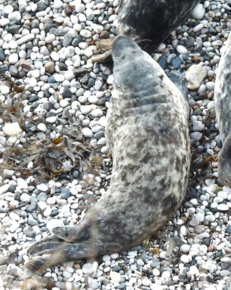 Orphaned seal pup rescued in Cornwall is spotted again in Wales four years later