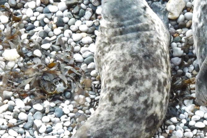 Orphaned seal pup rescued in Cornwall is spotted again in Wales four years later