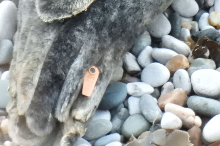 Orphaned seal pup rescued in Cornwall spotted four years later in Wales
