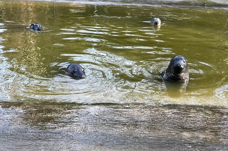 Orphaned seal pup rescued in Cornwall spotted four years later in Wales
