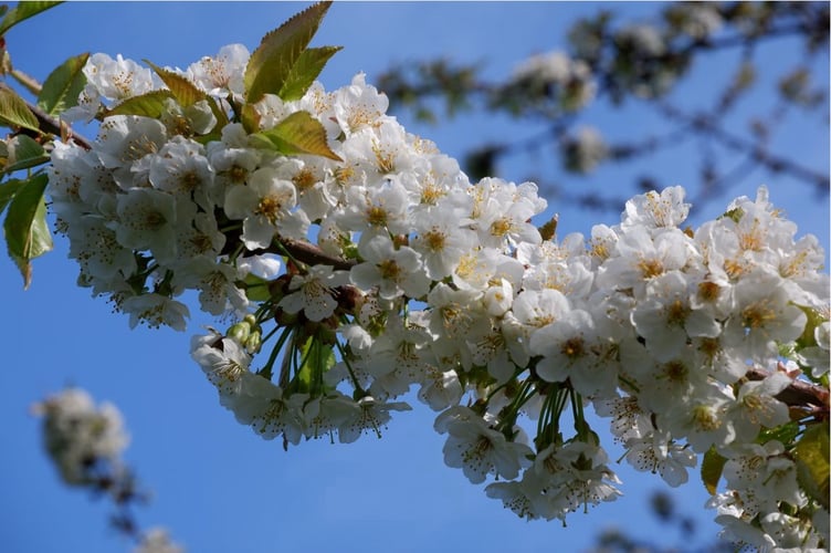 Cherry blossom at the historic Cornish estate Cotehele