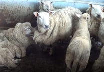 Suspended prison sentence and ten-year ban for sheep farmer 