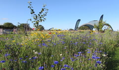 Make a big difference as wildflowers and pollinators encouraged 
