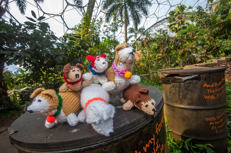 Corgis knitted by WI members will be hidden around the Eden Project