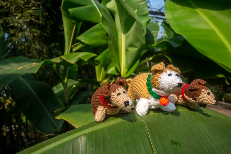 Knitted WI corgis in celebration of HM The Queen’s Platinum Jubilee