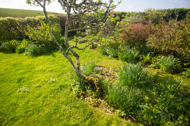 Ann Kendrick's garden at her home in Portlooe, Cornwall, where she found her late husband's wedding ring. 27th April 2022  See SWNS story SWPLring. A 90-year-old has found her late husband's wedding ring under an apple tree - 35 years after he lost it in their garden. Ann Kenrick says Peter, who passed away 22 years ago, lost his band while working in their back garden in Looe, Cornwall, in 1987. The mother-of-seven discovered the ring on Saturday (23 April) when she was clearing around the base of an apple tree. She said she was "very excited" to find the ring and added that her husband would have been "as surprised as her".  