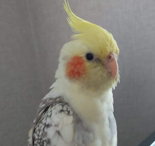 Ace the cockatiel is missing, have you seen him? 