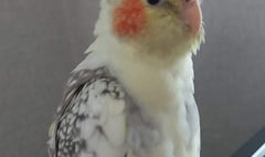 Have you seen a  yellow cockatiel who is missing in the Liskeard area?