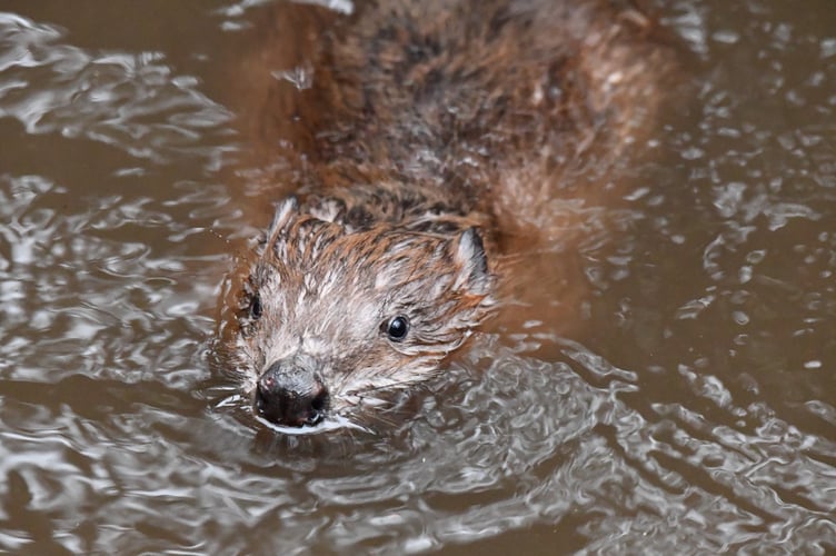 Hamish the beaver 