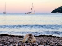 Petition to save frequent Cawsand visitor Spearmint the seal 