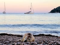 Petition to save frequent Cawsand visitor Spearmint the seal 