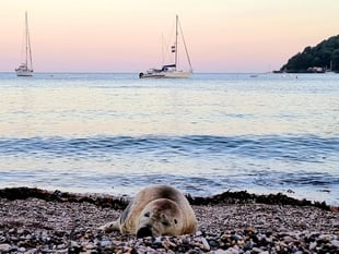 Petition to save frequent Cawsand visitor Spearmint the seal 