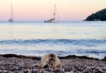 Petition to save frequent Cawsand visitor Spearmint the seal 