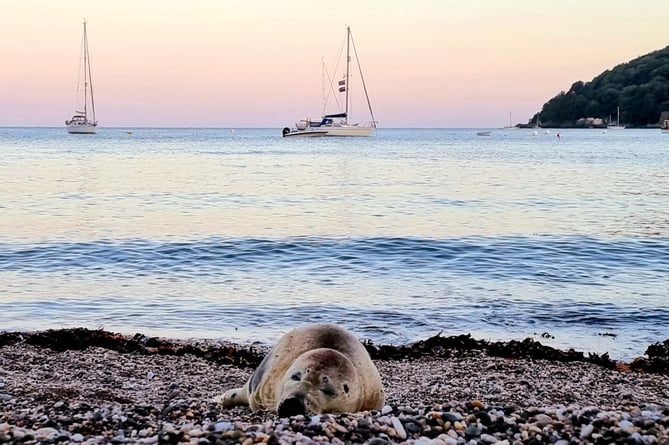 Spearmint the seal relaxing at Cawsand 