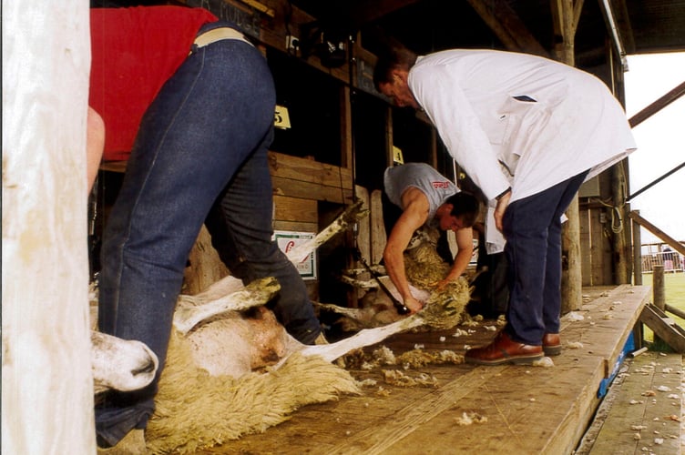 Royal Cornwall show Sheep shearing
