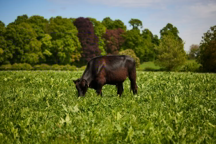 Honest burgers, honest farming 