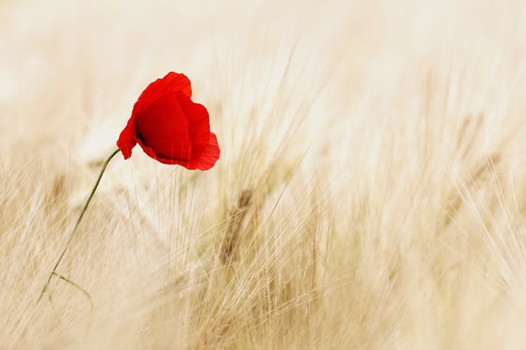 Royal British Legion Act of Remembrance to mark the ending of hostilities in the Falklands 40 years ago.