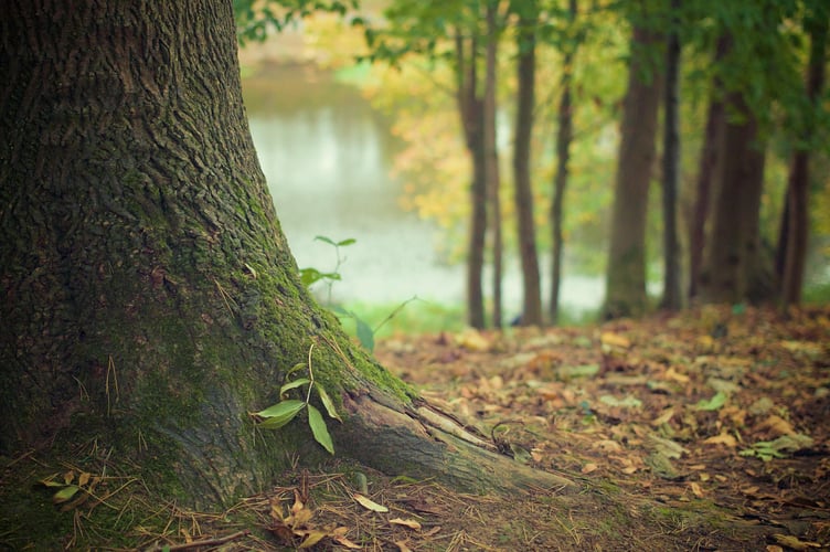 Forestry Commission to investigate allegations of illegal tree felling