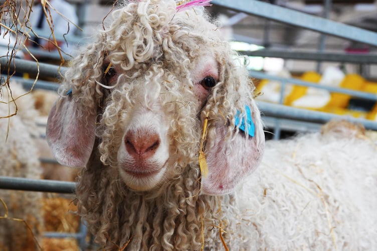                                Devon County show returns on June 30, July 1 and 2