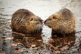 Beaver project hailed a success