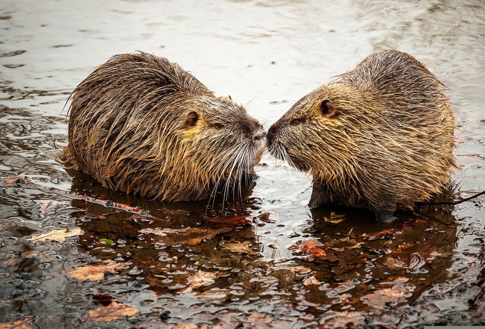 Beaver project hailed a success