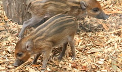 Joy as endangered warty pigs born at Newquay Zoo