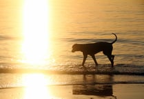 Advice on how to keep your dog safe in the heatwave