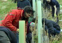 Tips on how to restore native woodland