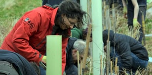 Tips on how to restore native woodland