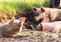 Pig supply chain review