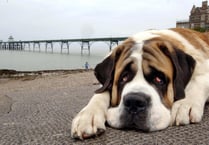 Hundreds of animal cruelty calls in Cornwall over three years