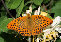 Top five wildlife species to spot at Cardinham Woods this summer
