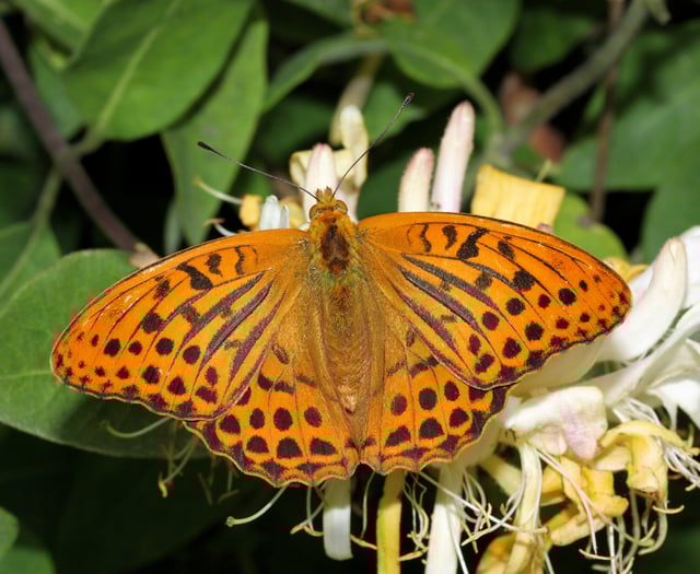 Top five wildlife species to spot at Cardinham Woods this summer