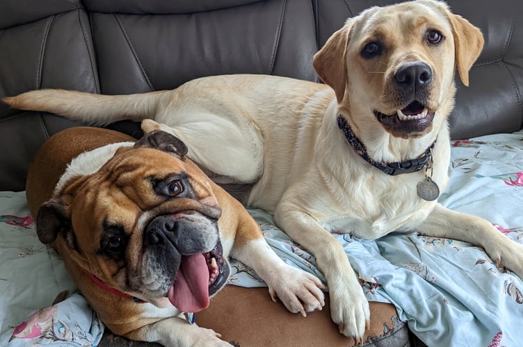 Coco and Polly the dogs