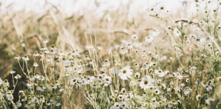 Clifftops and fields across Cornwall set to be transformed 
