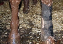 Should I be washing mud off every day?