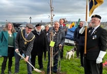 Tree planted by Saltash Royal British Legion in memory of Queen Elizabeth II