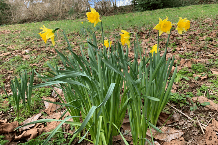 Daffodils at Cotehele 
