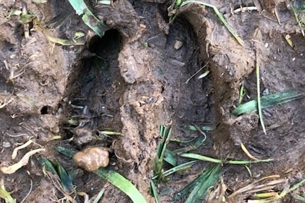 A Deer hoof print seen at one of Bodmin Town Council's cemeteries 