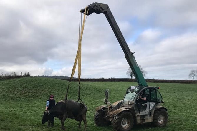 A cow being winched to safety from the slurry pit