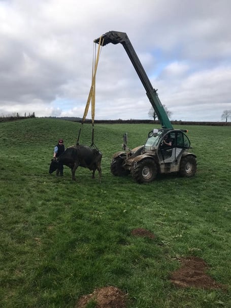 A cow being winched to safety from the slurry pit