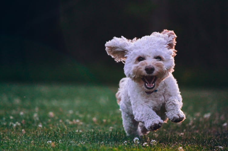 Paws for Cancer, a charity dog walk at Siblyback Lake will take place on Saturday, February 18 starting at 11am start in aid of Cancer Research