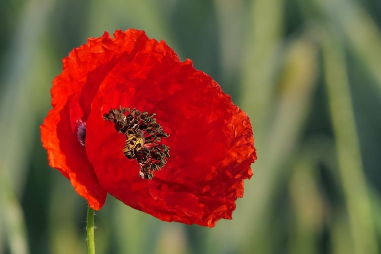 Veterans' health roadshow to revisit Saltash, Bodmin and Liskeard