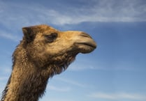 Camels, Lemurs and Ostriches among wild animals kept in Cornwall