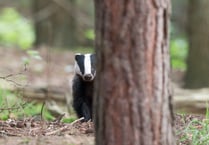 Half of Britain's badgers killed as cull figures for 2022 released